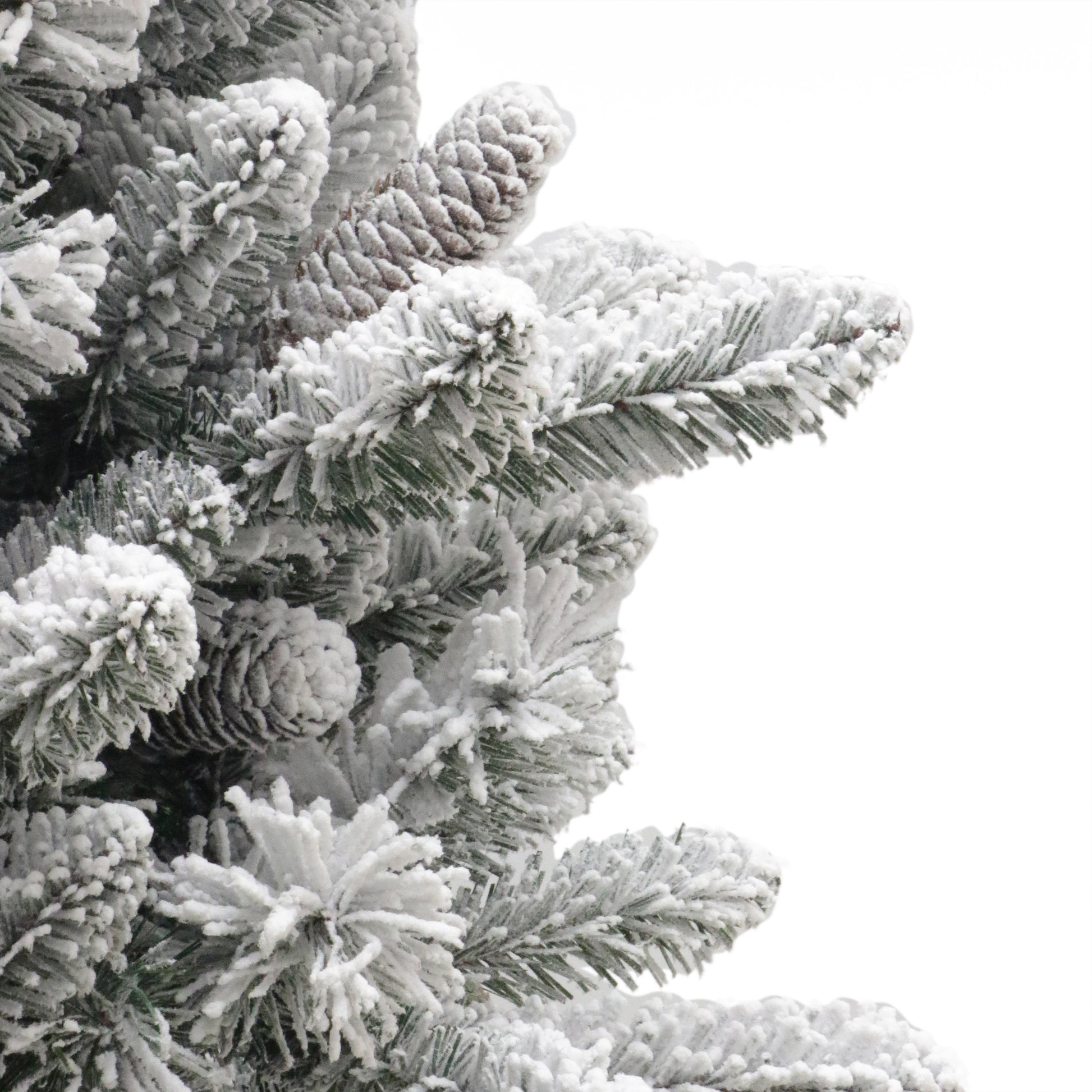 6.5 / Clear/Multi Incandescent