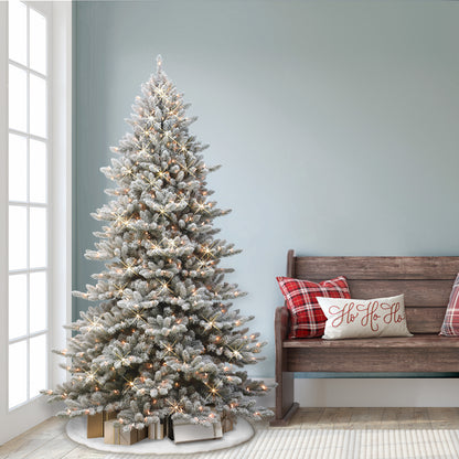 Royal Majestic Fraser Fir