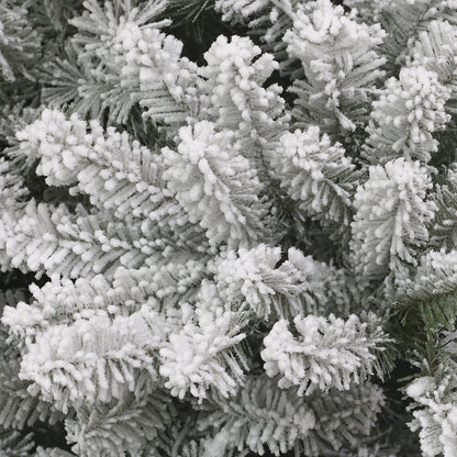 Royal Majestic Fraser Fir