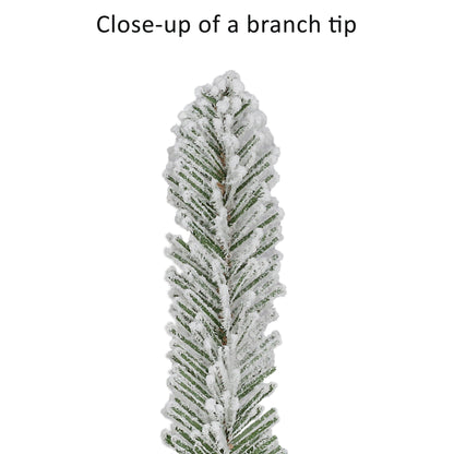 Royal Majestic Fraser Fir