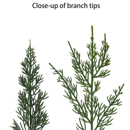22" Cypress Wreath Wreath, 102 Branch Tips