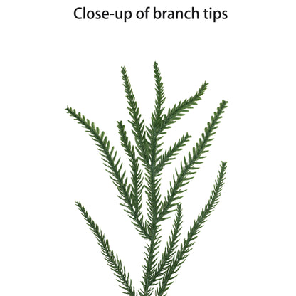 22" Norfolk Pine Wreath, 58 Branch Tips