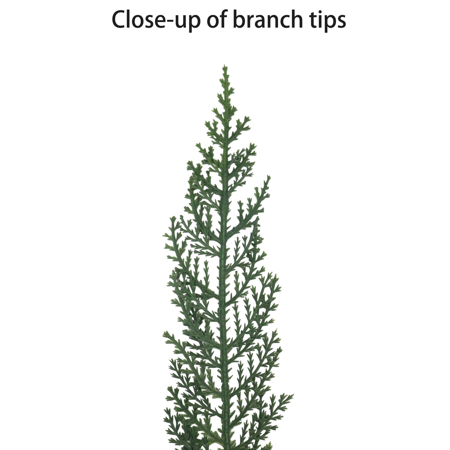 22" Cypress Wreath Wreath, 117 Branch Tips