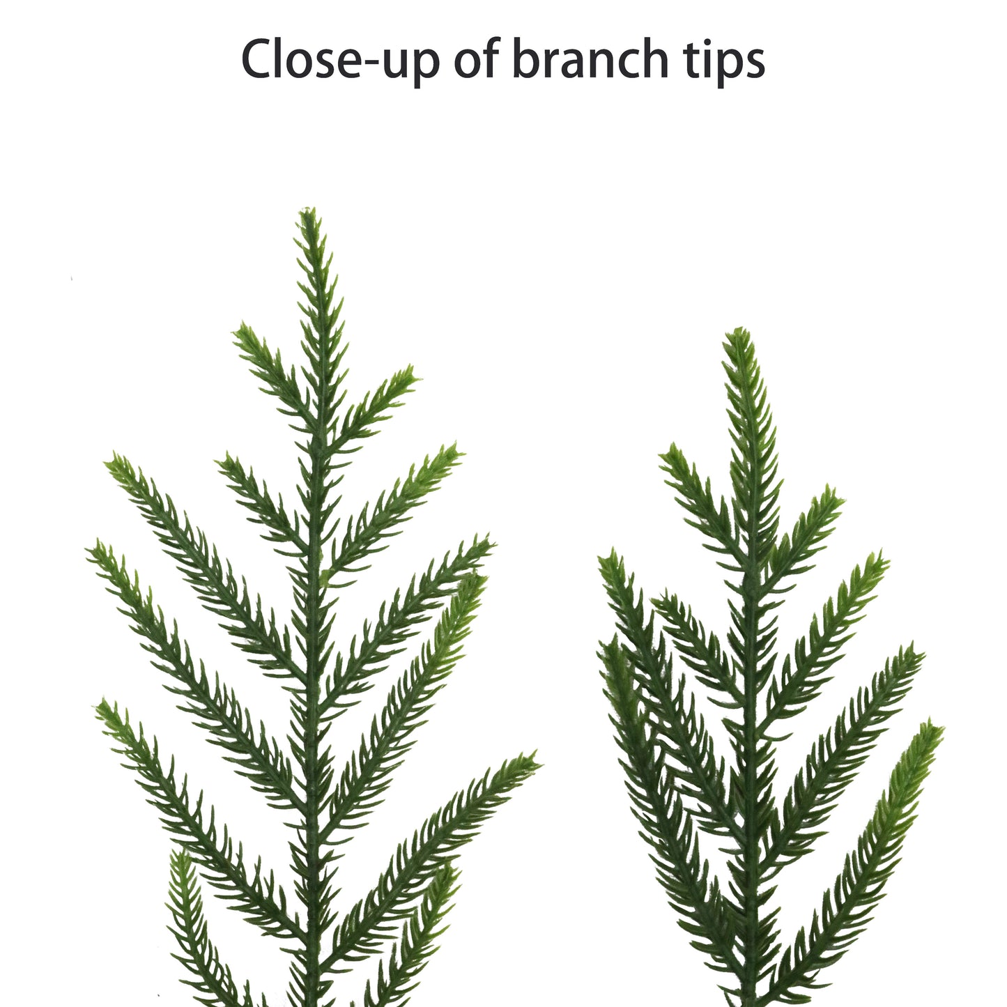 Puleo Classics Deluxe Pine Garland - 10ft