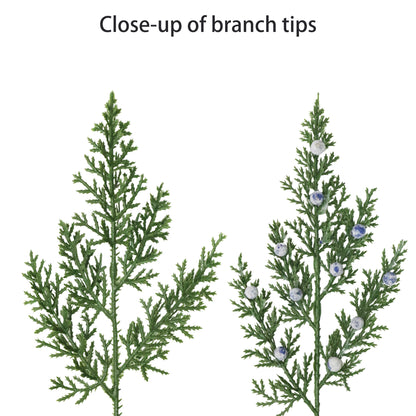 Puleo Classics Juniper Garland - 10ft