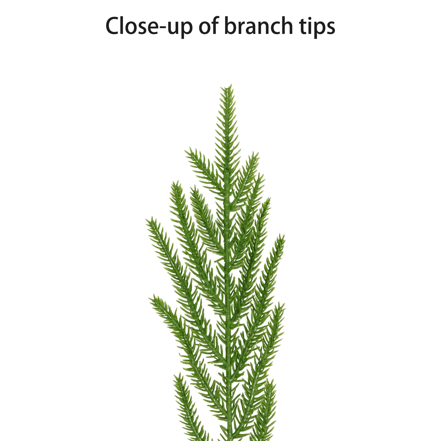 24" Norfolk Pine PE Wreath, 61 Branch Tips