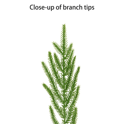 24" Norfolk Pine PE Wreath, 61 Branch Tips